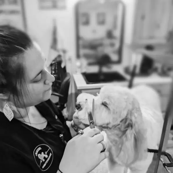 Gabby professionally grooming a dog