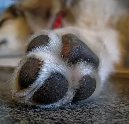 Close-up of a dog's paw after nail care