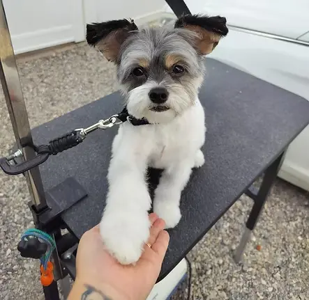 Bumi the Chorkie after grooming