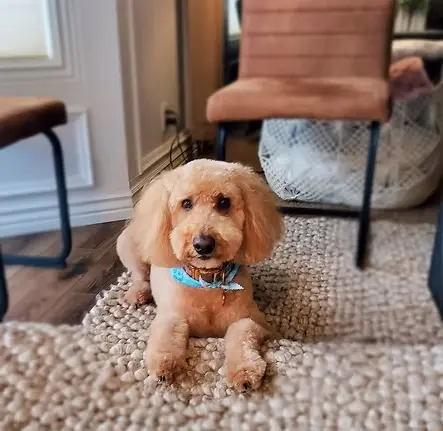 Charly the Goldendoodle after grooming