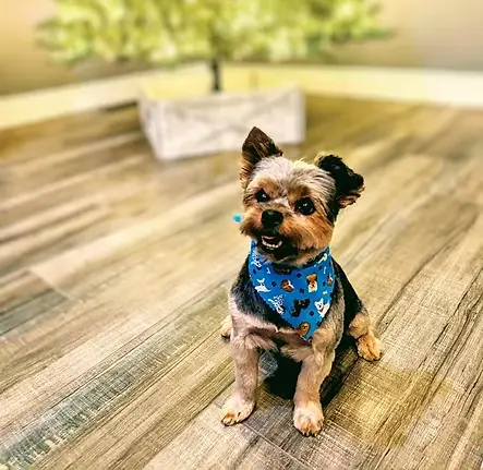 Dolly the Maltese after grooming
