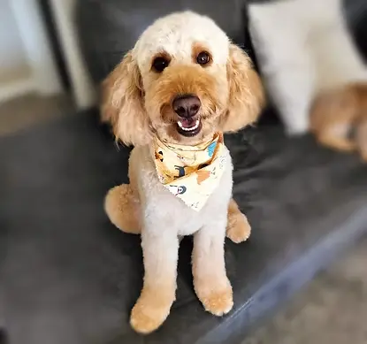 Freshly groomed dog after a wellness bath and haircut
