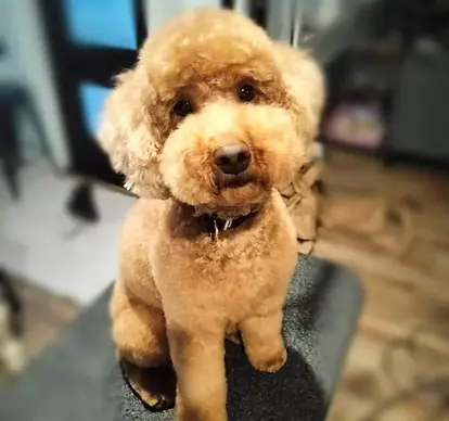 Well-groomed dog receiving regular maintenance care