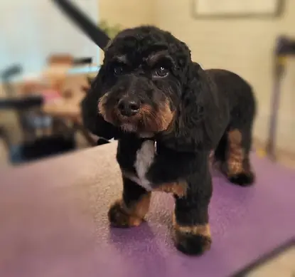 Freshly groomed dog after a wellness bath